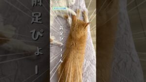 これ、ヨガですか？まさかのカエルのポーズに🤣#shorts #猫 #猫のいる生活 #シニア猫 #cat