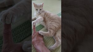 ミクちゃん…ヨガのポーズ　